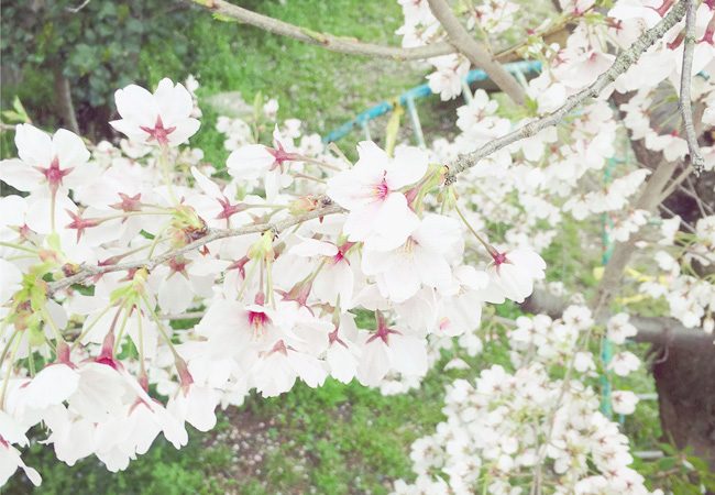 石山の桜